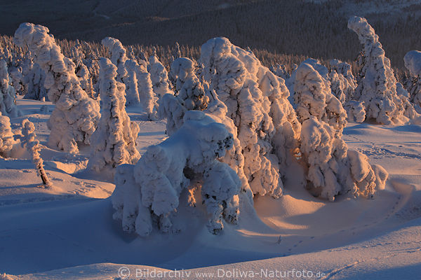 Schneegestalten Winterlandschaft Harz Naturfoto