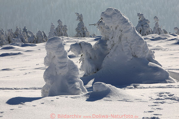 Harz Schneegebilde am Brocken Winter windgeformte Verwehungen Naturbild