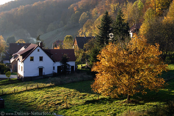 Harz Herbstidyll Naturfoto Bergdorf Bad Grund Haus am Waldrand in Sonnenschein