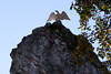510507_Adlerstatue auf Hbichenstein Felsen ber Bad Grund auf 50 m hohem Fels, Harz Ausflugstip