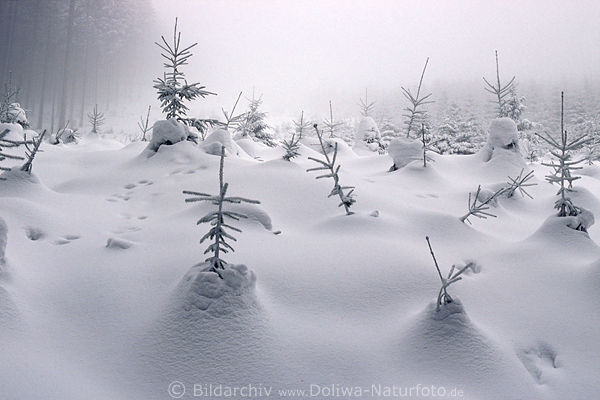 Schneekoppen verschneite Tannen Spitzen Harz Winterlandschaft Schneeverwehungen Waldlichtung