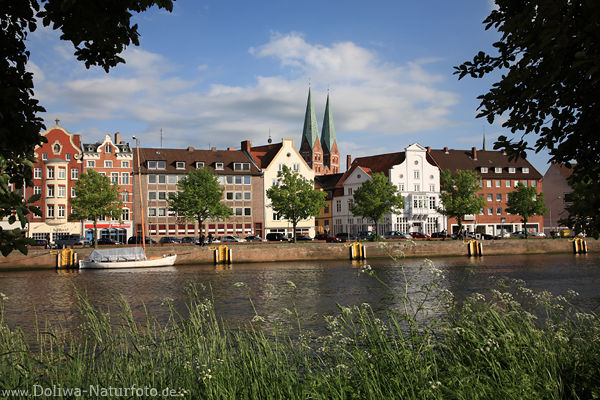 L�beck Naturufer Untertrave Gr�npflanzen am Fluss vor Altstadt mit Kirche