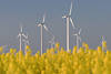 Windturbinen im Gelbblten-Rapsfeld am Dithmarschen-Himmel Landschaftsbild