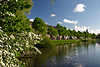 51685_Amsterdam Frhling Baumblte Fotografie grner Allee am Wasserkanal