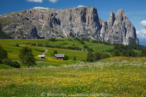 Schlern Santner Seiser Almwiesen Blumenlandschaft Sdtirol Dolomiten
