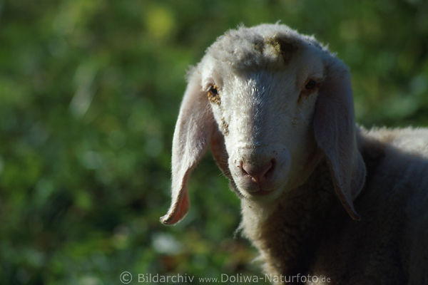 Sdtiroler Schaf neugieriges Lmmchen Nutztier Portrt auf Almweide