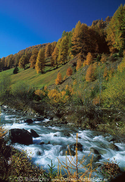 Bergbach Stromschnelle Wildwasser Fluss vor Lrchenwald Herbstfarben Naturfoto