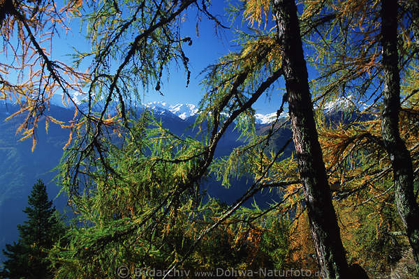 Sdtirol Berge Blick ber dichte Goldlrchen in Alpenlandschaft Naturfoto, grn-blau Herbstfarben