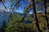 0741_ Sdtiroler Berge Blick ber dichte Goldlrchen in Alpenlandschaft Naturfoto, grn-blau Herbstfarben