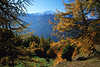 0742_Sdtiroler Herbstlrchen Goldfarben Alpenlandschaft Naturfoto oberhalb Etschtal mit Bergschneeblick