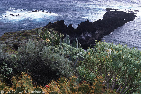 Meeruferflora Lavafelsen Naturfoto Insel La Palma Kste