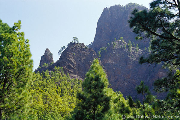 Pinienwald am Pico de las Nieves Naturfoto La Palma Nationalpark Caldera de Taburiente
