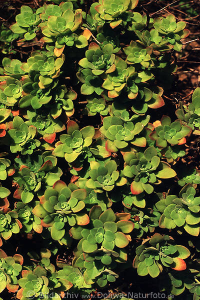 Pflanzenteppich Dickblattgewchse von La Tosca Insel La Palma