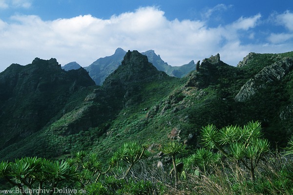 Gipfel Bergkamm Anaga Gebirge Naturfoto mit Dragos mini Drachenbume vorne