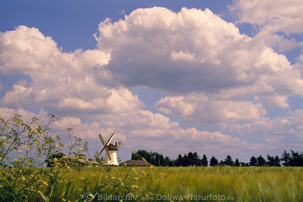 Eyendorfer Windmhle Bild unter Kumuluswolken ber grnes Getreidefeld