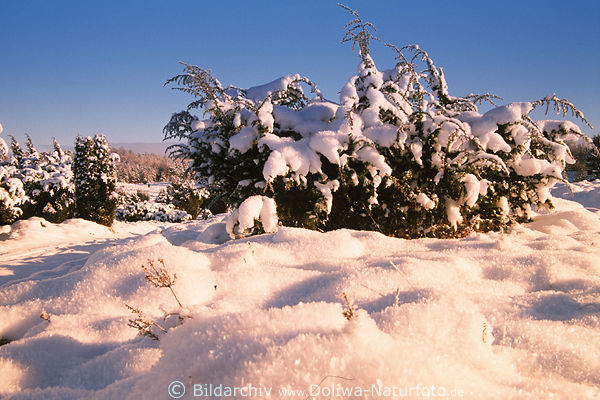 Schneebedeckte Heidestrauch Wacholder unter Schneedecke weisse Heidelandschaft Winterbild