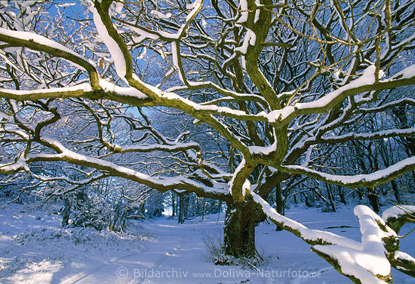 Astgewirr mit Schnee in Sonnenschein alte Eiche Baumzweige Winterbild Wald Lichtung Naturfoto