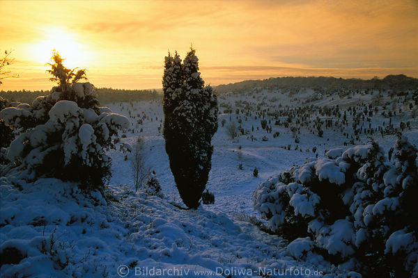 Winter-Sonnenuntergang Gelbhimmel Schnee-Romantik ber Kiefer im Heidetal Totengrund Naturfoto