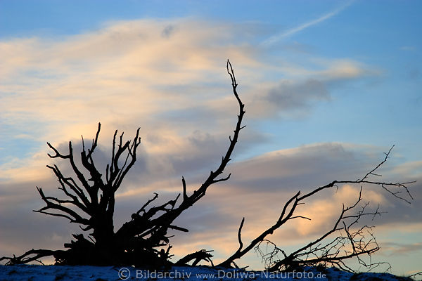 Baum-Wurzeln ste vor Wolkenhimmel Winterstimmung Naturfoto