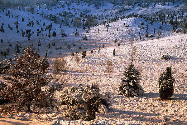 Totengrund Tal-Winterbild Wacholder Bume in Schnee Sonnenschein Naturfoto