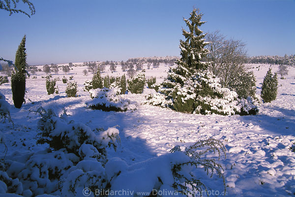 Heidelandschaft Natur Winterbild in Schnee Wintersonne Wandergebiet bei Oberhaverbeck