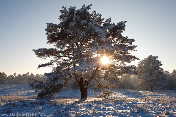 Heidebaum in Sonne Gegenlicht durchscheinend ber Schnee Winterlandschaft