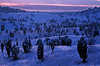 3013_ Wacholder Hgel im Totengrund Tal im Winter
