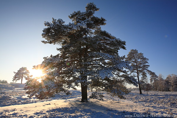 Sonnenstern ber Winterlandschaft Naturbild mit Bumen in Gegenlicht prallen auf Schneeflchen
