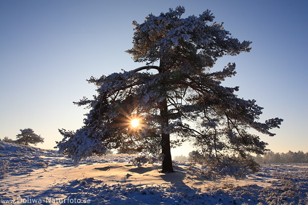 Sonnenstern Gegenlicht im Kieferbaum am Hgel in Winterlandschaft