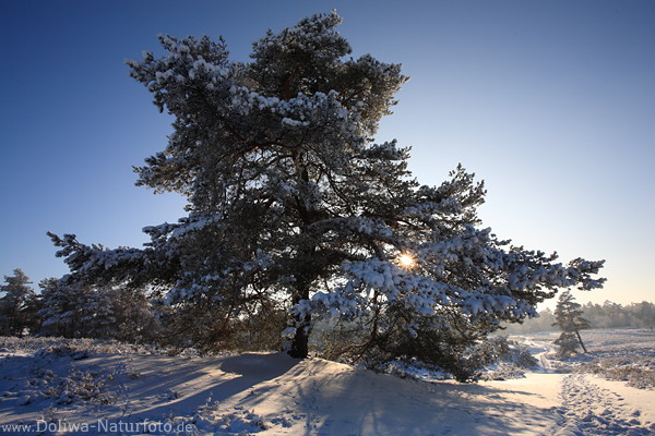 Tree winter-photo in snow nature landscape romantic