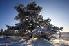 Nadelbaum am Hgel in Sonne ber Winterlandschaft Panorama Schnee Naturbild in Gegenlicht