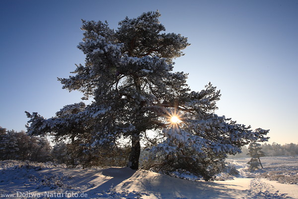 Nadelbaum am Hgel in Schnee Sonne Gegenlicht ber Winterlandschaft Naturbilder am Wanderweg