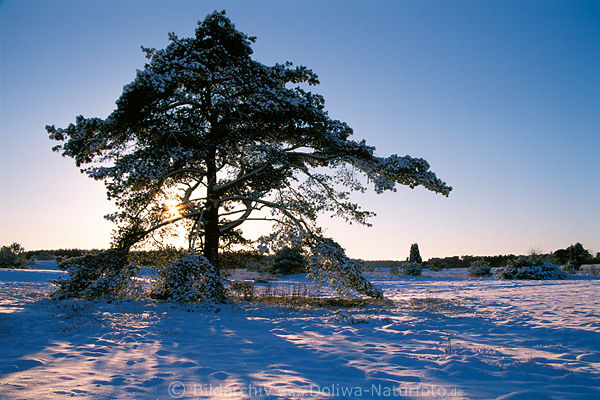 Jaw-tree winter nature photo sunset romantic in the heath conifer in snow-landscape