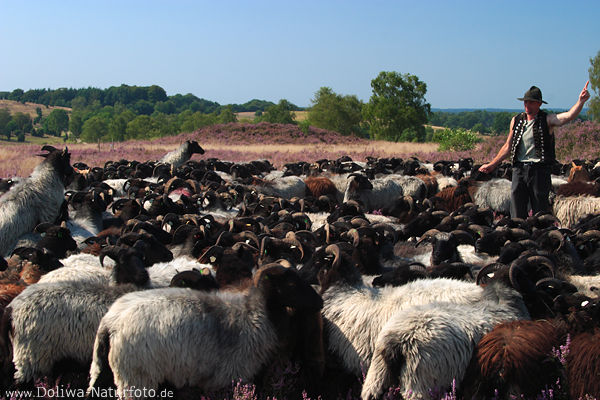 Heideschfer befehlt den Heidschnucken dichte Schafsherde Foto in Heidelandschaft