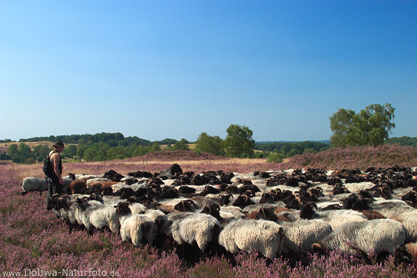 Heideschfer Schafsherde Heidelandschaft lila Bltezeit Naturweide Grasland