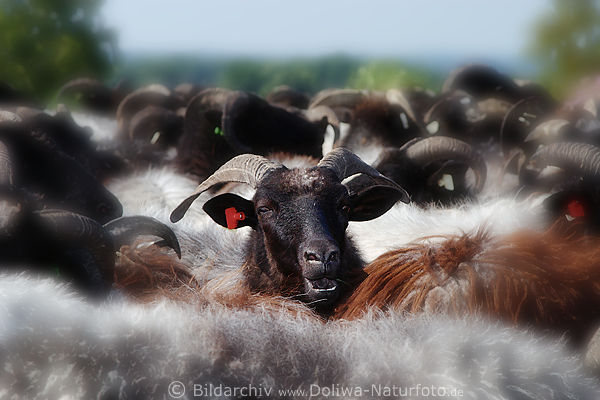 Heidschnucke Foto: Hrner der Herde, Schafhrner im Fell Wolle Heideschafe