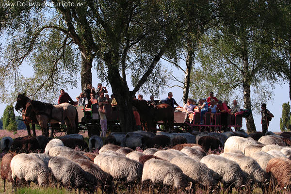 Heidschnuckenherde Schafe vor Pferdekutschen Touristen bei Heideschfer