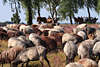 Schafe Buckel auf Heideweide vor Kutschen Bild blhende Landschaft Natur Touristen