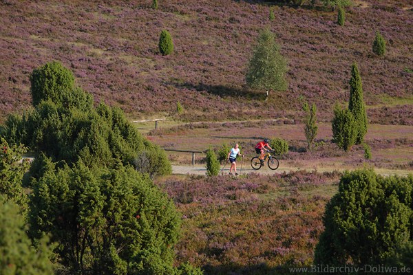 Radfahrer + Walkerin gehen bergauf Rad fahren in Wilseder violette Heideblte