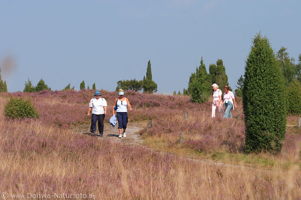 Frauenpaare auf Naturpfad blhende Heidelandschaft Wanderer Seniorinnen spazierengehen