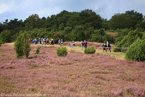 Heidelandschaft Wandergruppe am Bergpfad lila blhende Natur
