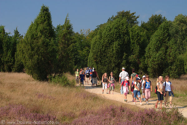 Schulkindergruppe auf Heideweg Naturbild Lneburgerheide wandern bei Erikablte