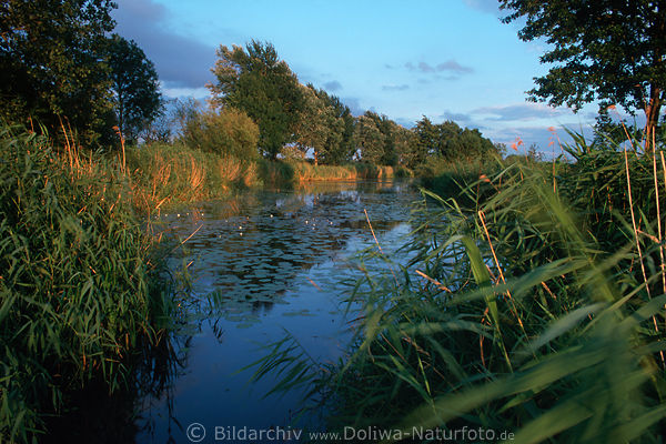 Aller Leine Flusslandschaft Naturbilder Wasserufer Schilf Wasserflora in Wind Naturfotos