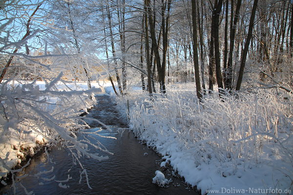 Winterufer Brunau Wasserfluss Ufergrser in Schneefrost Klte Stimmung Bume Naturfoto