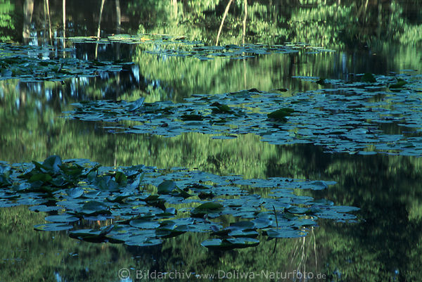 Parksee Blattteppich abstrakt Foto Wassertafel grne Seerosenbltter Naturbild Soltauer Teich