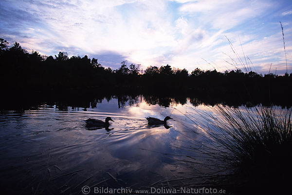 Pietzmoor Wasserlandschaft Foto mit Enten Paar Vgel in Dmmerung nach Sonnenuntergang