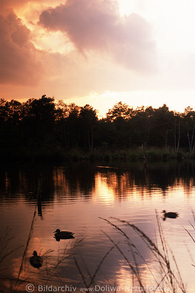 Pietzmoor Abendstimmung Bild Rothimmel Sonnenuntergang ber Wasser Enten Naturlandschaft Dmmerung