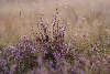 59304_Erikastrauch in Gras violett blhende Besenheide Gegenlicht-Aufnahme