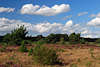 707416_ Wolken Kumuluswolken ber Heide, Behringerheide Landschaft, Heideland Grser & Bume Naturbild