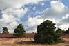 Lneburgerheide Kieferbume Grasland Bltezeit Naturfoto Hgel Skyline Wolkenbild